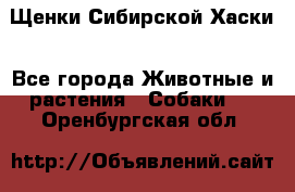 Щенки Сибирской Хаски - Все города Животные и растения » Собаки   . Оренбургская обл.